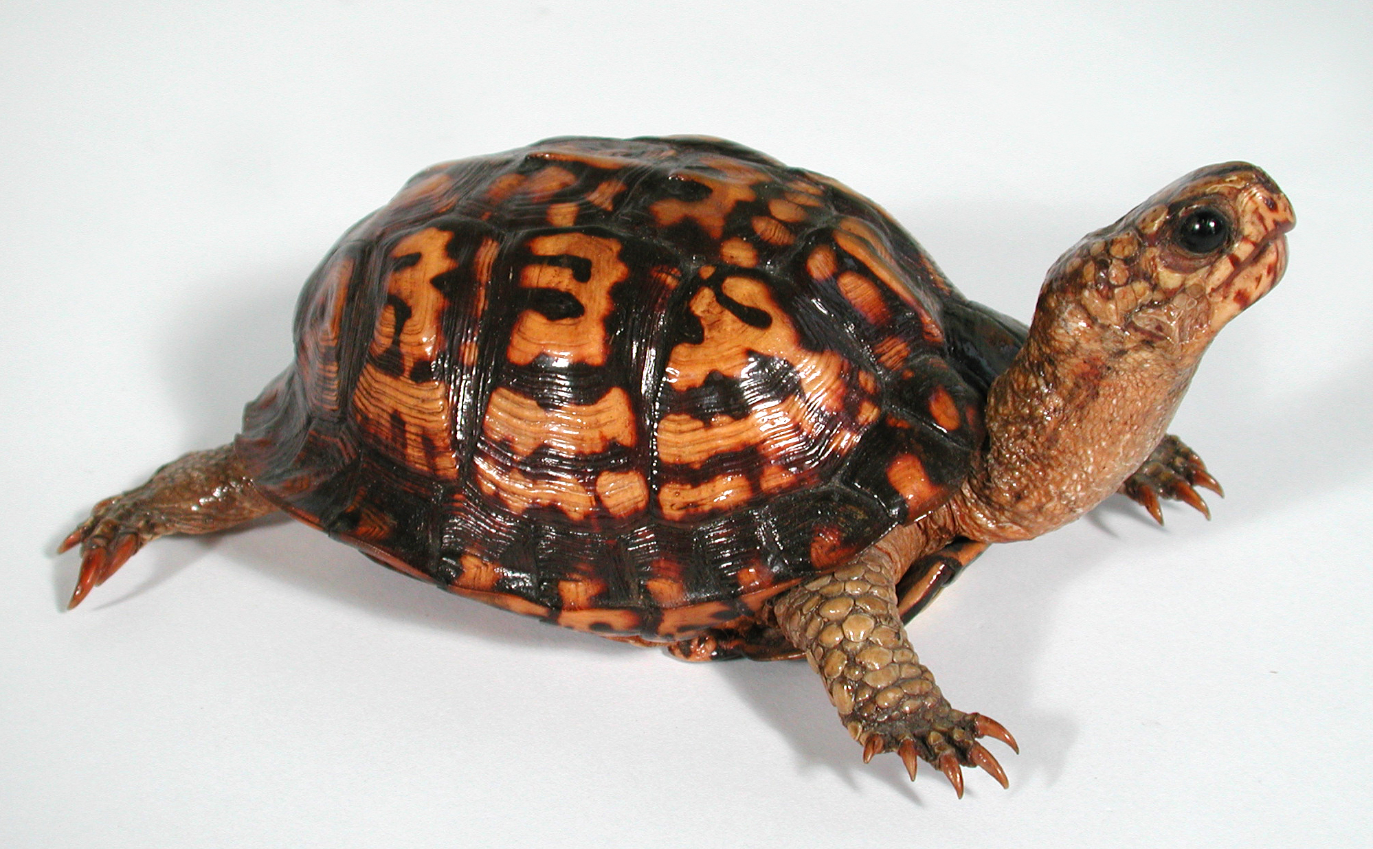 Photo d’une tortue boîte de l’Est naturalisée. Elle a une carapace haute et bombée, avec des motifs bruns sur fond orangé. Elle a un long cou, de gros yeux et de courtes pattes munies de longues griffes. Photo d’une tortue boîte de l’Est naturalisée. Elle a une carapace haute et bombée, avec des motifs bruns sur fond orangé. Elle a un long cou, de gros yeux et de courtes pattes munies de longues griffes.