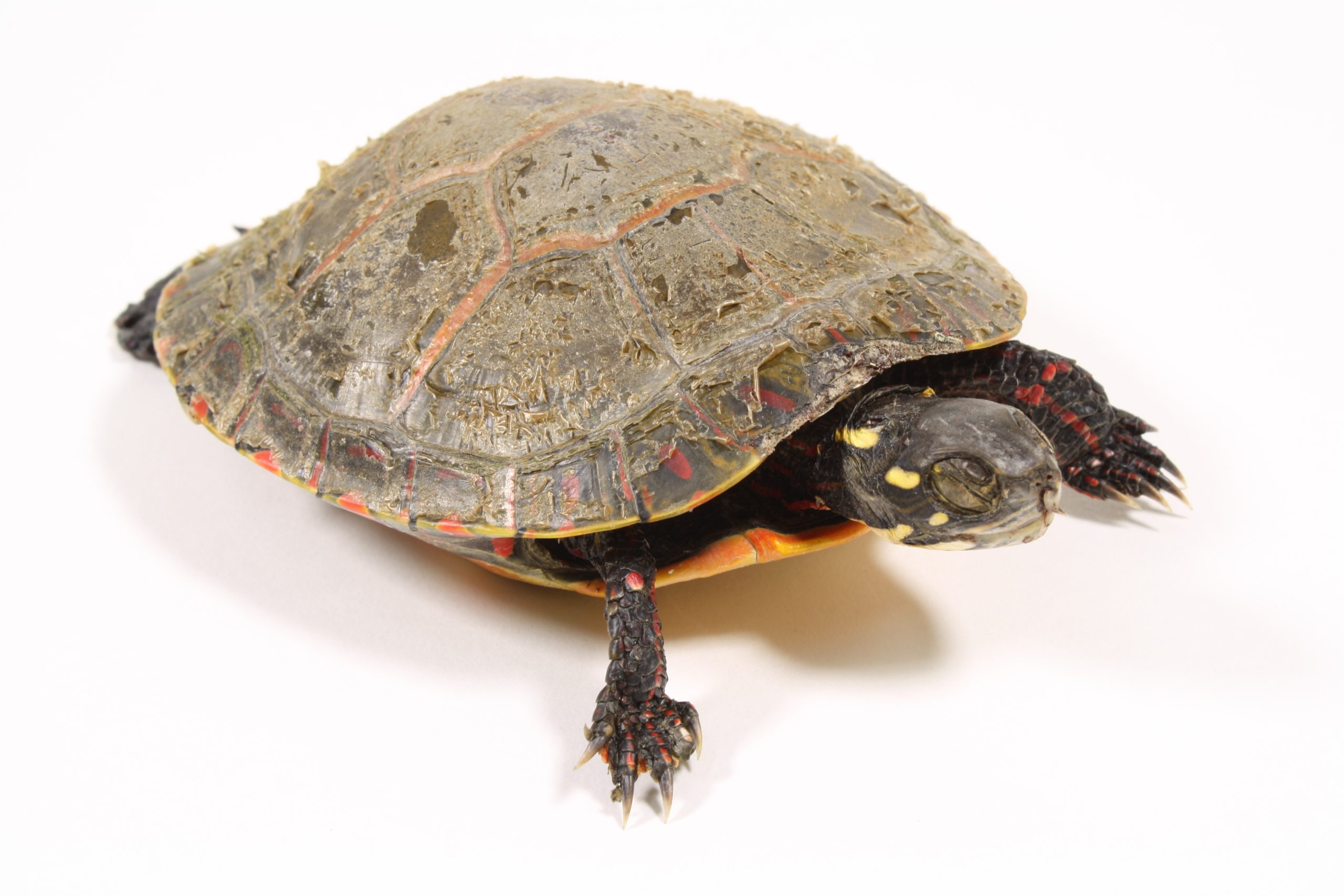 Photo d’une tortue peinte naturalisée de couleur verte olive. Sa carapace est ovale et lisse. Elle a des lignes rouges et jaunes sur la tête et les pattes. Photo d’une tortue peinte naturalisée de couleur verte olive. Sa carapace est ovale et lisse. Elle a des lignes rouges et jaunes sur la tête et les pattes.