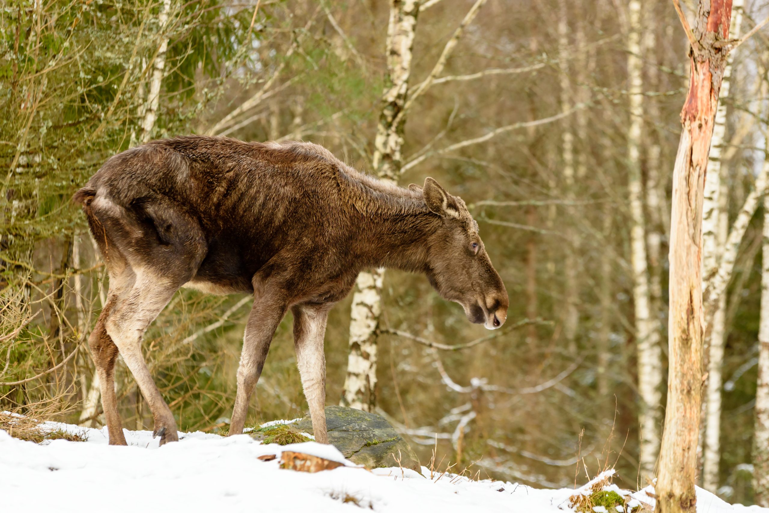 Unhealthy moose Jeune orignal maigre à la posture inclinée et au regard malade. Il est debout sur une colline enneigée d’une forêt.