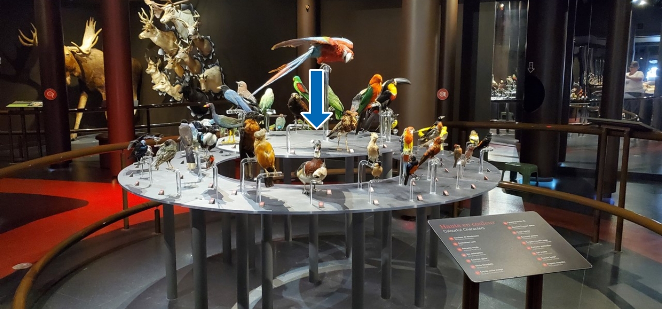 Photo d’un regroupement de 60 oiseaux disposés sur une table circulaire à deux étages.   Les oiseaux, de différentes tailles, sont très colorés.  Il y a un Ara chloroptère au centre.  Une flèche pointe vers un canard à la tête iridescente, verte et violette, et à la poitrine rouge-brun parsemée de motifs blancs. 