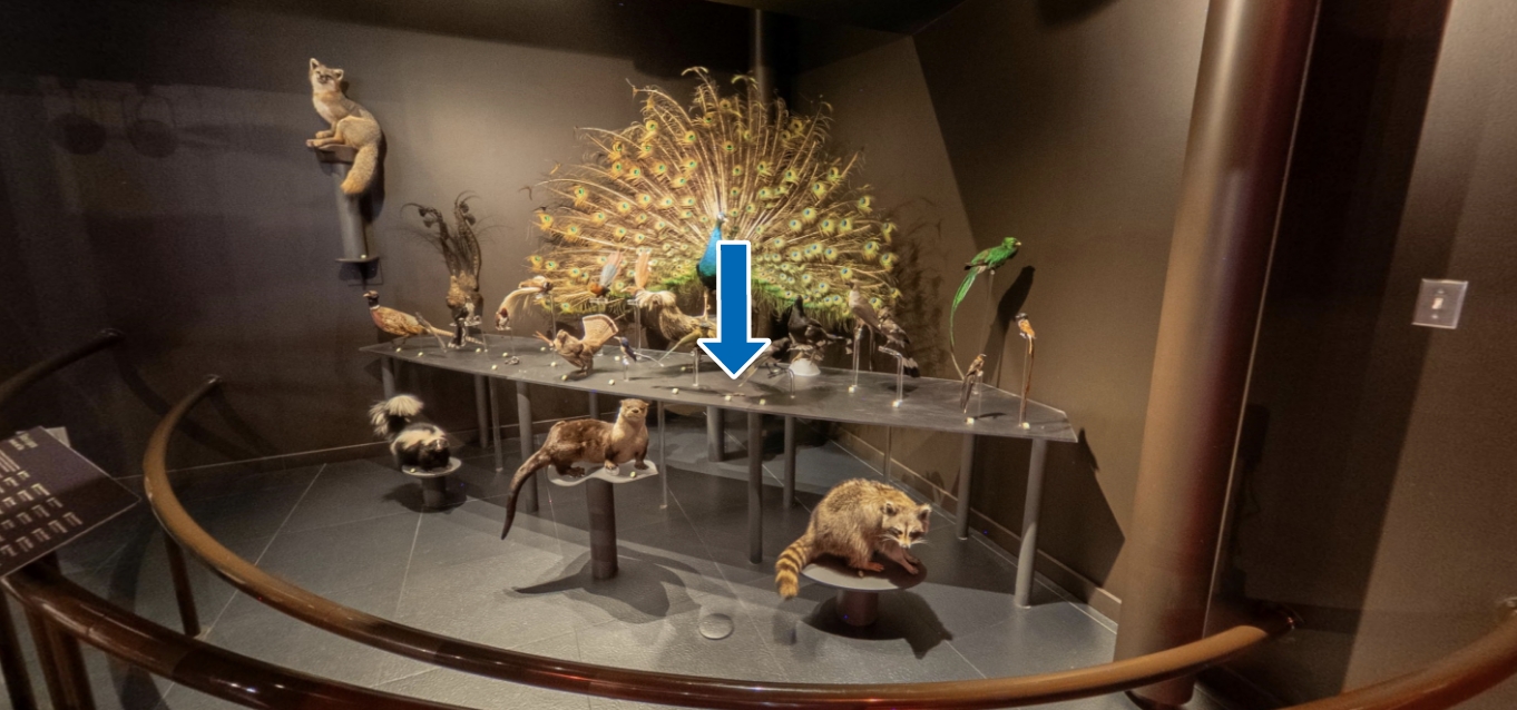 Photo d’un regroupement de 28 animaux naturalisés de différentes tailles, disposés dans un coin de l’exposition, avec en arrière plan, un paon, la queue ouverte. La plupart des animaux sont des oiseaux et des mammifères,  mais il y a aussi une salamandre (amphibien) et un scorpion (reptile). Tous les animaux se distinguent par leur belle queue. Une flèche pointe vers une petite salamandre maculée.<br />
