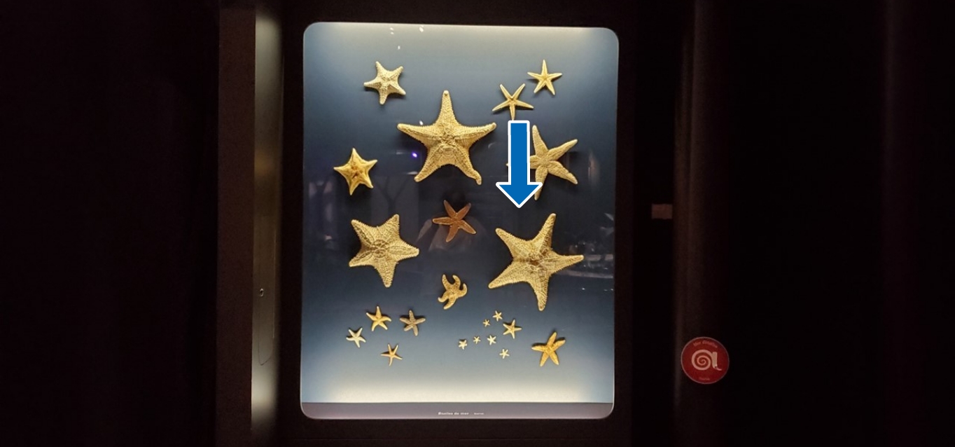 Photo d’un regroupement de 22 étoiles de mer de différentes tailles accrochées au mur de manière artistique.  Une flèche pointe sur l’une d’elle.