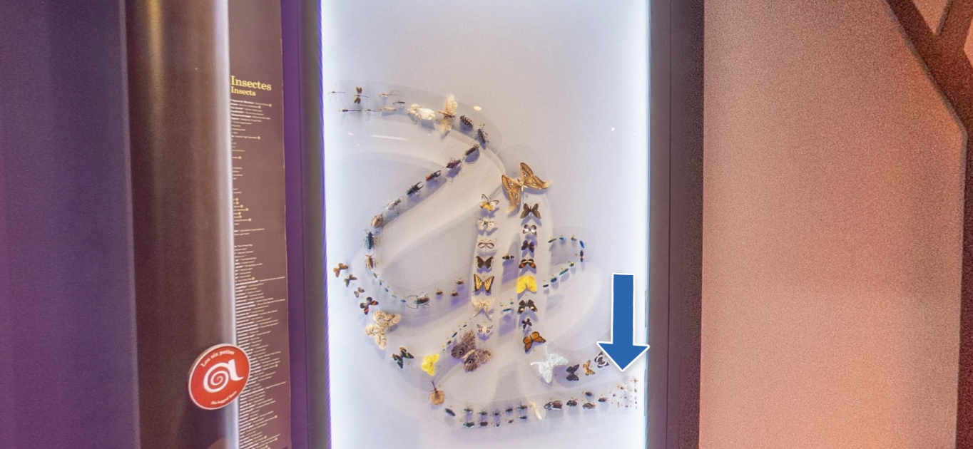 Photo d’une vitrine composée d’une centaine d’insectes de différentes formes, disposés en file curviligne. Une flèche pointe vers une abeille.
