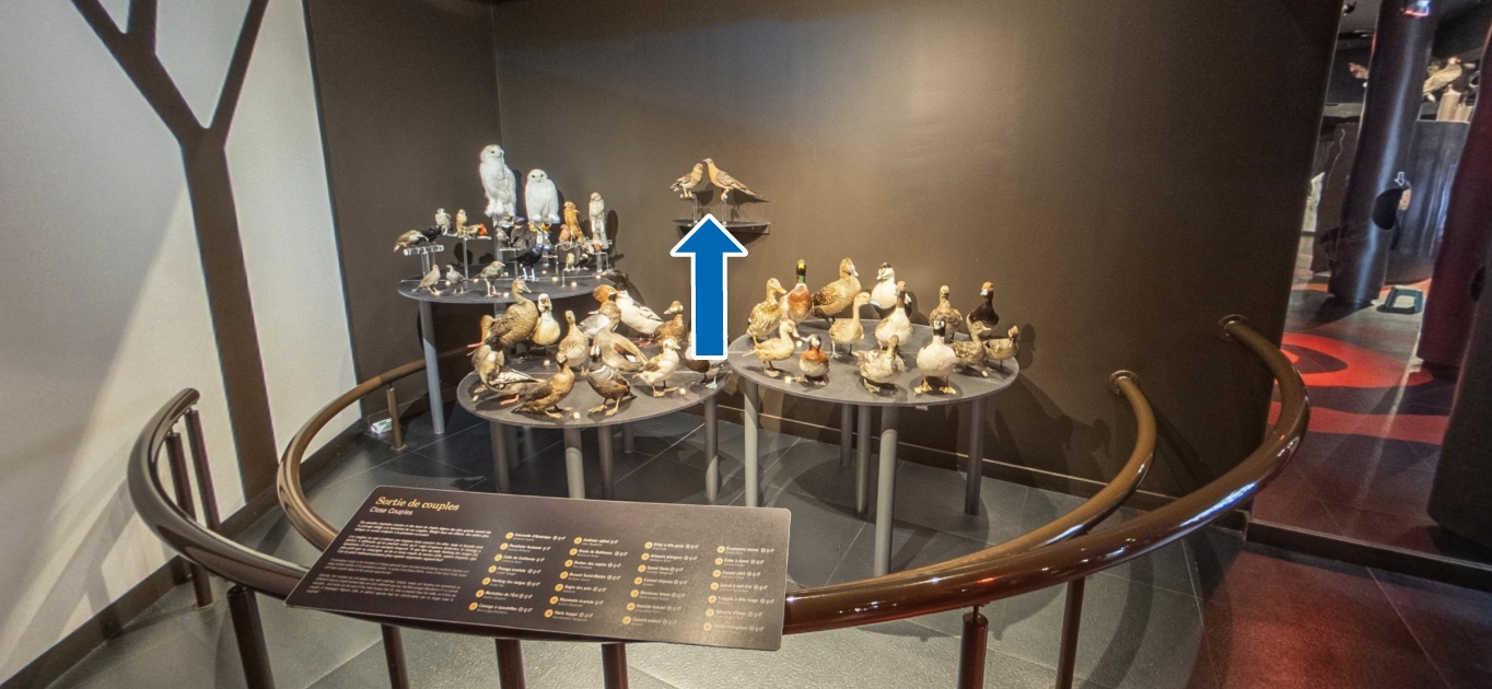 Photo d’un regroupement composé de 28 couples d’oiseaux naturalisés disposés sur des tables circulaires de différentes hauteurs.  Un couple est isolé sur une tablette fixée au mur, au centre du regroupement. Une flèche pointe vers eux.