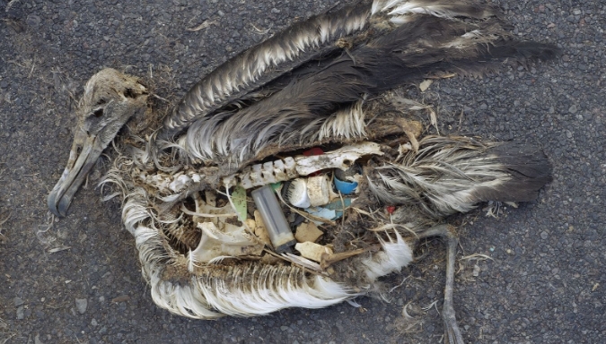 albatros a nez jaune Photo d’un oiseau mort sur du sable. Il est en partie décomposé. Le contenu de son estomac comprend plusieurs débris de plastique.