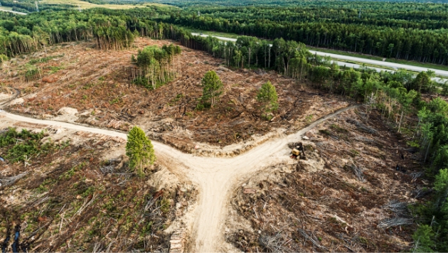 iStock-1409320331 Photo aérienne d’une forêt dont les arbres ont été coupés. Il y a plusieurs troncs au sol et un chemin en sable clair en forme d’Y.