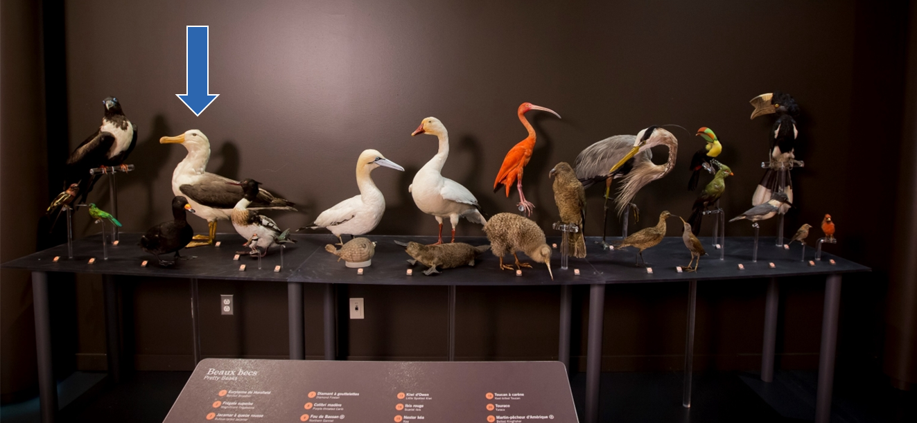 Photo d’un regroupement d’animaux naturalisés se distinguant par leur beau bec. Il y en a 24, de différentes tailles, principalement des oiseaux, mais aussi un ornithorynque et un tétraodon. Une flèche pointe un gros oiseau blanc, à bec jaune et à ailes grises : l’albatros à nez jaune.