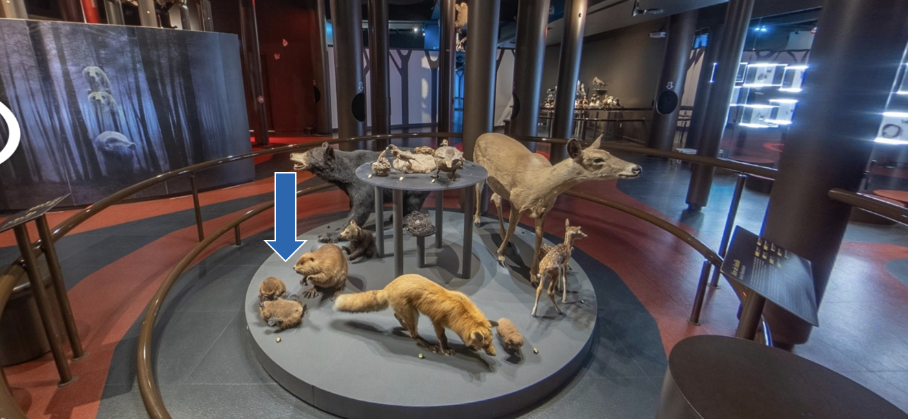 Photo d’un regroupement d’animaux naturalisés disposés en cercle, autour et sur une table circulaire. Chacune des espèces présentes est composée d’au moins un adulte et un petit. Une flèche pointe vers un castor. Le regroupement est au centre de l’exposition; on voit d’autre regroupement en arrière-plan ainsi que des éléments de décor.