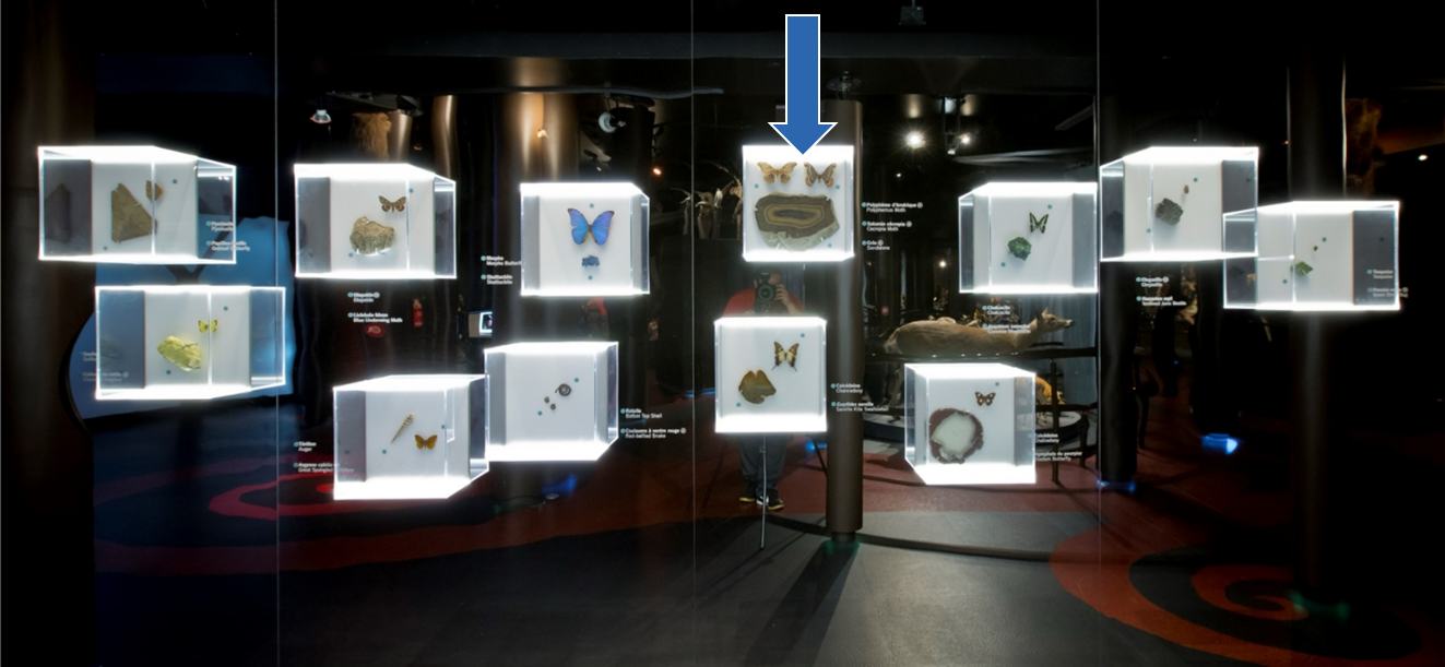 Photo d’un regroupement de douze vitrines cubiques, accrochées à un mur en miroir. Chacune des vitrines est composée de deux ou trois éléments de la nature qui se ressemblent par leur forme, leur couleur ou leur texture. Une flèche pointe une vitrine composée de deux papillons de nuit et d’une tranche minérale.