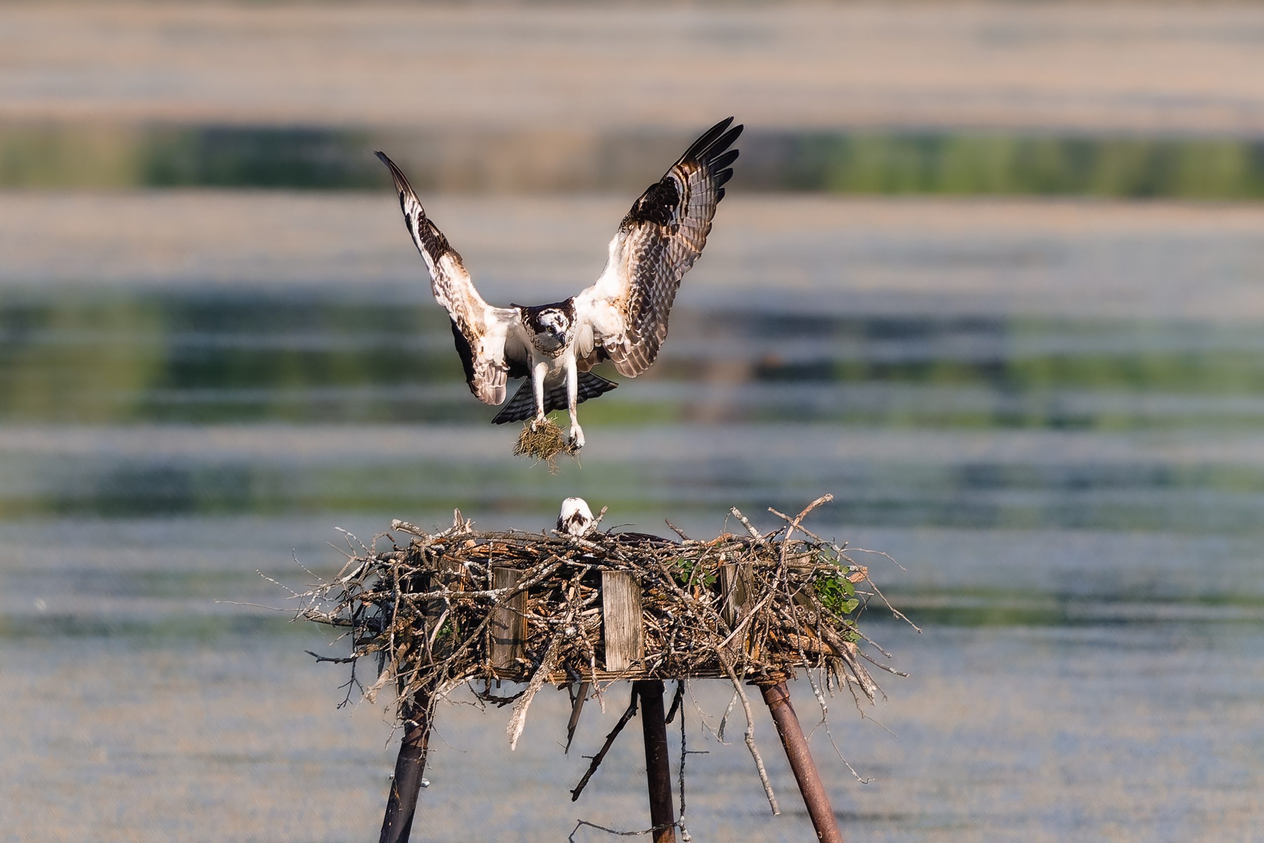 Osprey gracefully lands in a nest with wings outstretched. Photo d’un oiseau mort sur du sable. Il est en partie décomposé. Le contenu de son estomac comprend plusieurs débris de plastique.